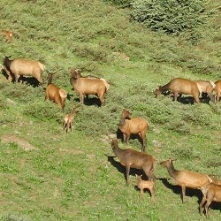 colorado elk herd